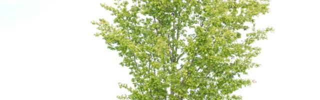 Присоединиться к субботнику по посадке деревьев в Ласнамяэ приглашаются все желающие