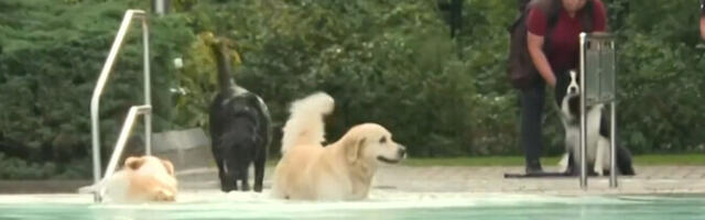 У собак в Берлине закончился пляжный сезон