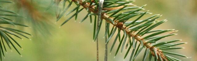 За елкой в лес: правила, цены и важные ограничения от RMKTkr