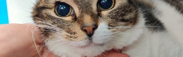 ФОТО | В Хаапсалу хозяйка выбросила кошку из окна пятого этажа