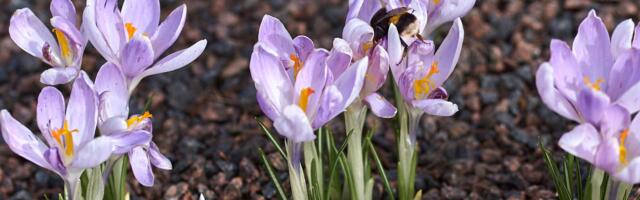 Начинаем новый – весенний фотоконкурс!