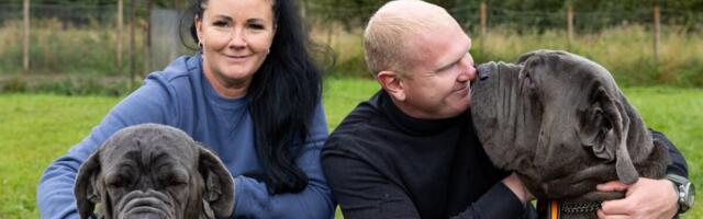 Элита породистых собак рождается в Сымеру: предприниматели разводят роскошных питомцев