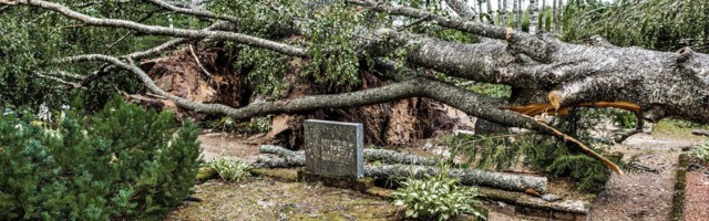 Сильный ветер повалил деревья на Пярнуском уездном кладбище