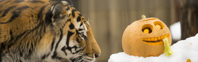 В последний день октября в Таллиннском зоопарке пройдет праздник тыквы