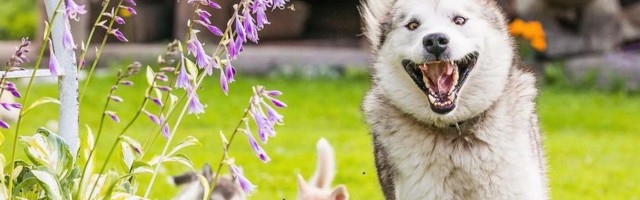 На кого подписаться: Insta-блог о жителях хаски-парка недалеко от Таллинна