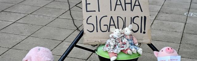 «Террас, выходи!» — в Таллинне прошёл пикет за свиней и «против свинства»