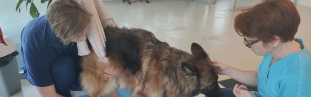 Состояние собаки, пострадавшей в аварии на Лаагна-теэ, ухудшилось
