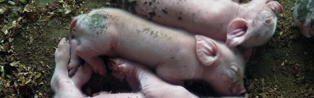 Правительство выделяет 3,8 миллиона евро, чтобы справиться с африканской чумой свиней