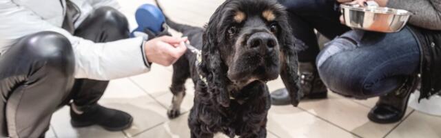 Известный зоомагазин ушел в убыток