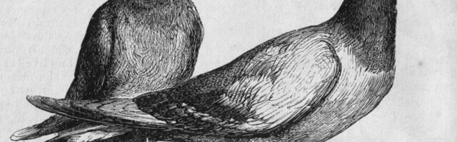 Пернатый спецназ