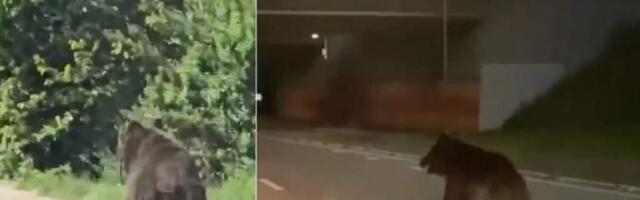 По Литве продолжает бродить медведь: дикий зверь стал звездой Вильнюса и западных СМИ