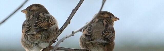 Во вторник во многих местах дождь, местами возможен мокрый снег, +5..+9