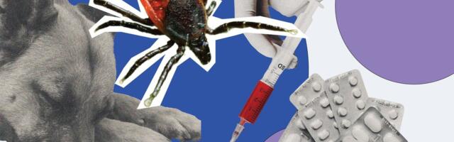 КАРТА | Смотрите, насколько опасны клещи в местах, где вы живете