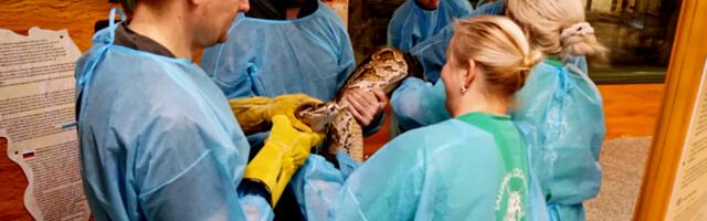 "Инсайт": главный ветеринар зоопарка лечит леопардов, носорогов и крокодилов