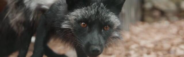 В приюте для животных "Пяйте" помогают спасать и диких животных