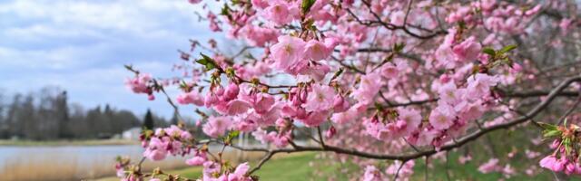 ФОТО | Весеннее чудо в Тюри: аллея цветущей сакуры радует глаз
