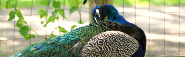 "Летний горизонт" рассказал о жизни эстонских павлинов