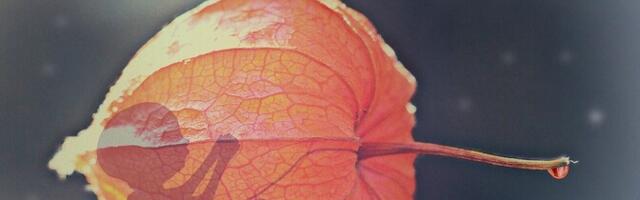 Латвийская оппозиция предложила ограничить аборты