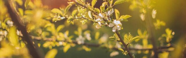 В ближайшие дни температура воздуха поднимется до 21 градуса