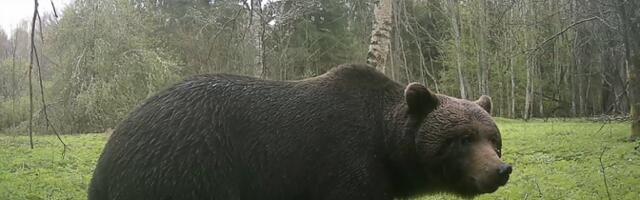 Суд приостановил охоту на медведей до 29 августа