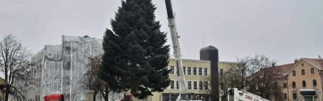 Главная ёлка Клайпеды