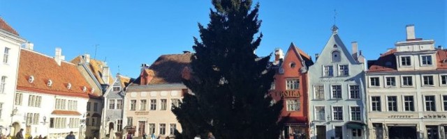 Это не шутка: главную Рождественскую ель Эстонии пустят на напитки