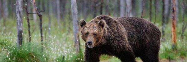 Мишка косолапый по лесу идет…