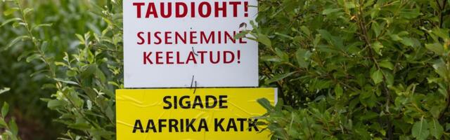 Вспышка чумы свиней настораживает промышленность. Что с поставками мяса?