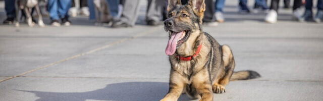 Служебная собака Стеффи нашла в лесу нуждающуюся в помощи женщину