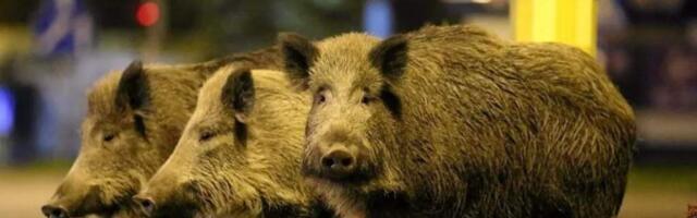 В Варшаве создадут экспертную группу по проблеме диких кабанов