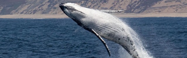 «Выплюнул, естественно»: ученый объяснил, почему дайвер выбрался живым из пасти кита