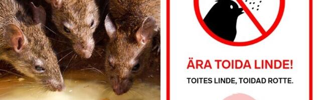 В Ласнамяэ началась весенняя дератизация в 22 локациях