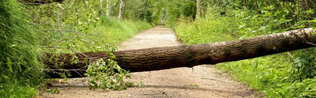 В Центр по чрезвычайным ситуациям поступило 320 сообщений об ущербе от шторма