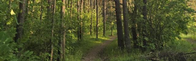 Потенциальный насильник в таллиннском лесу? Мужчина мастурбировал на тропинке и преследовал девушку