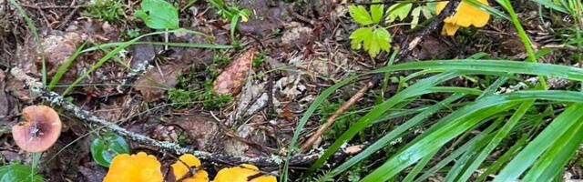 В Латвии собирают лисички граблями, микологи не рекомендуют брать слишком мелкие грибы