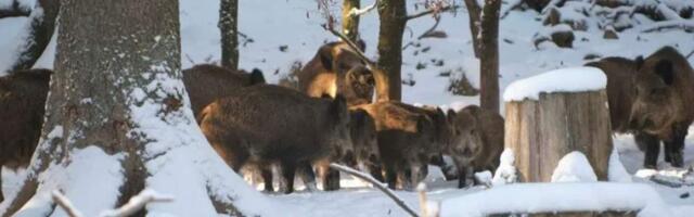 Дикие кабаны захватывают улицы Варшавы