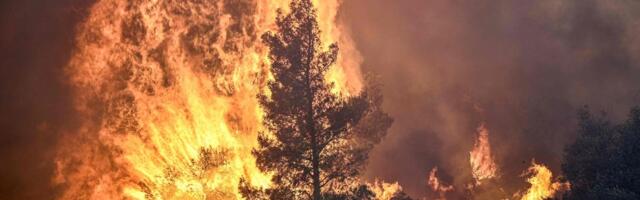 В зоне лесного пожара в Греции найдены тела уже 20 человек