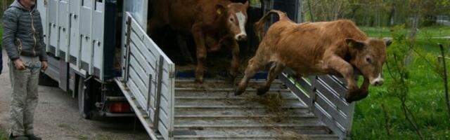 Комиссия Рийгикогу о «глупом законопроекте»: Перевозку животных в холодное время года запрещать нельзя
