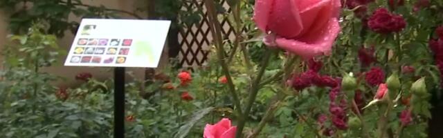 В Ботаническом саду Тартуского университета открылась выставка эстонских сортов роз