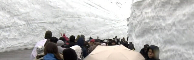 В Японских Альпах дорогу прорубают сквозь многометровые сугробы