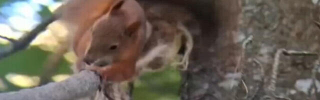 Тартуские ученые выясняют, почему белки убегают из городов