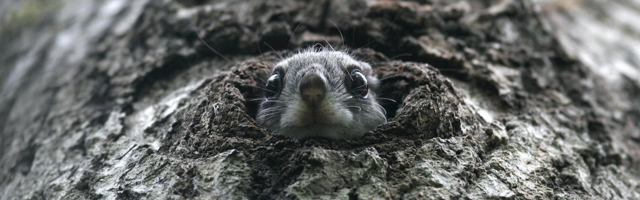 RMK обнаружил новые следы деятельности белки-летяги на 9 выделах