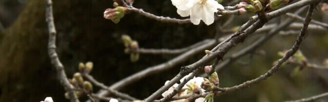 В Японии открыт сезон цветения сакуры