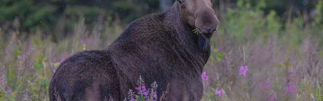 Животным 2025 года выбран лось