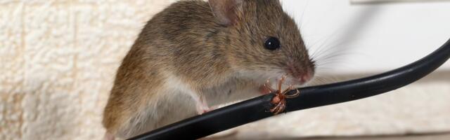 В Латвии проводят эпидемиологическое расследование. Лептоспирозом заболело уже 29 человек, один умер. Стоит ли волноваться эстонцам?