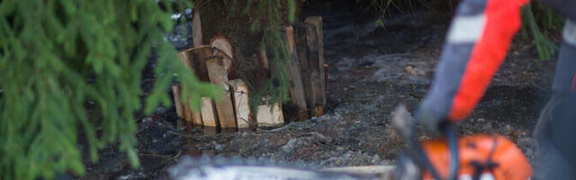 В Пюсси похитили рождественскую ель