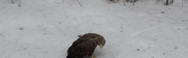 На заболоченные территории запрещено приносить свинцовую дробь