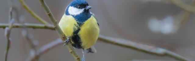 Тартуский университет приглашает школьников на викторину о птицах