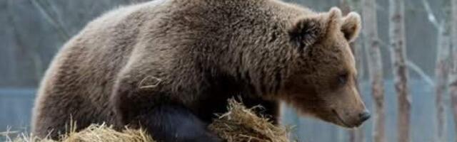 В Эстонии на велосипедиста напал медведь: трагедии удалось избежать чудом