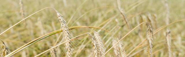 Грозит ли миру голод из-за войны России с Украиной?